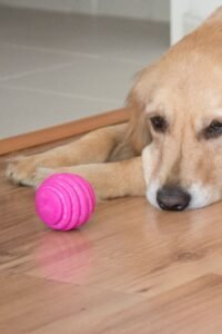 Is It Really Separation Anxiety? bored golden retriever with pink ball
