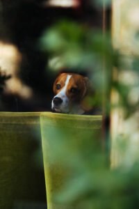 a mixed breed dog looking out of the window