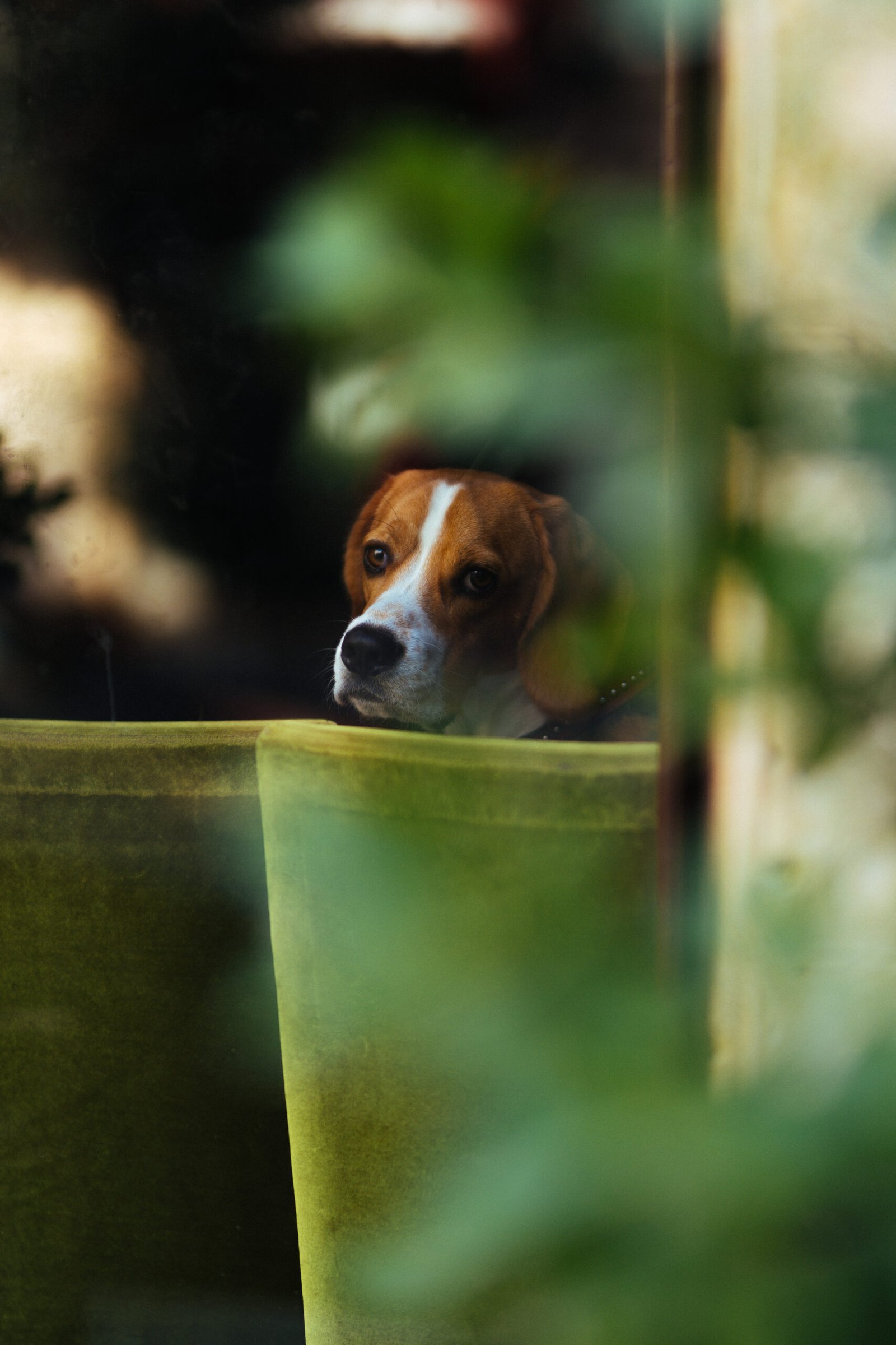 a mixed breed dog looking out of the window