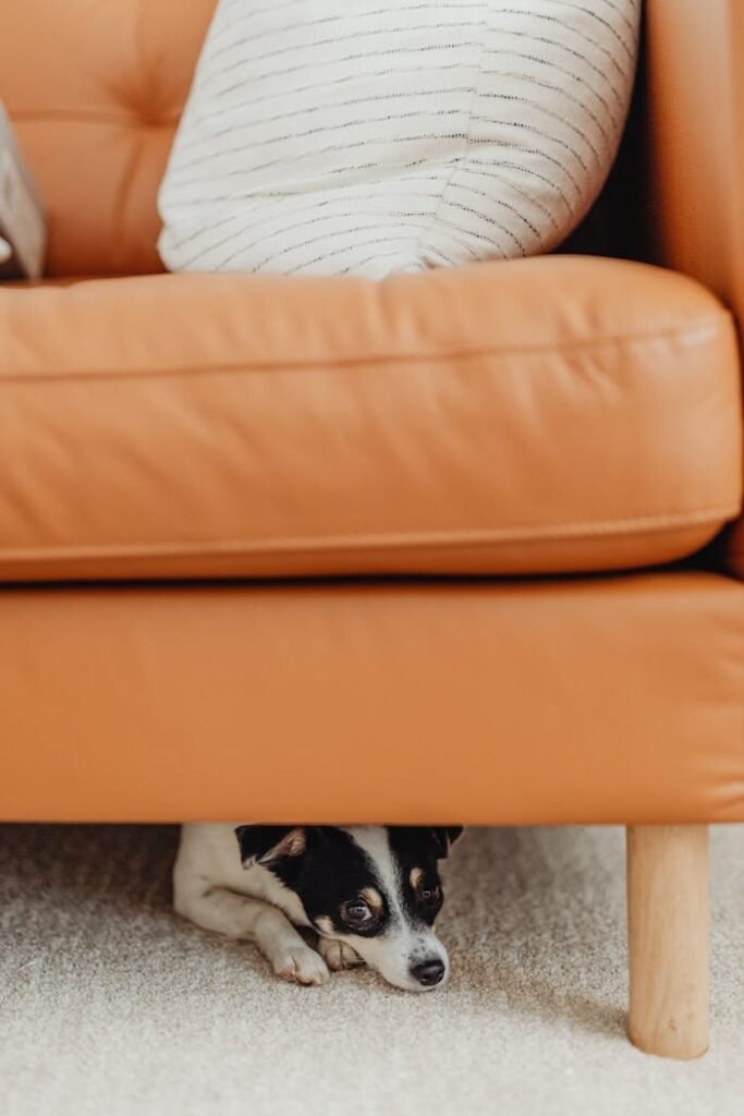 Dog Hiding Under Couch
